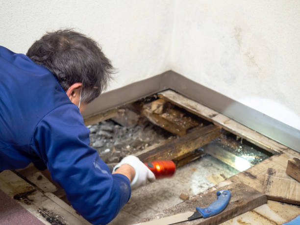 Certified Mold Removal in South Wilton, CT