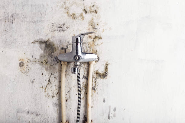 Best Affordable Mold Removal  in South Wilton, CT