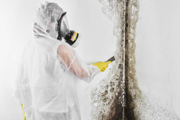 Best Local Mold Removal Service  in South Wilton, CT