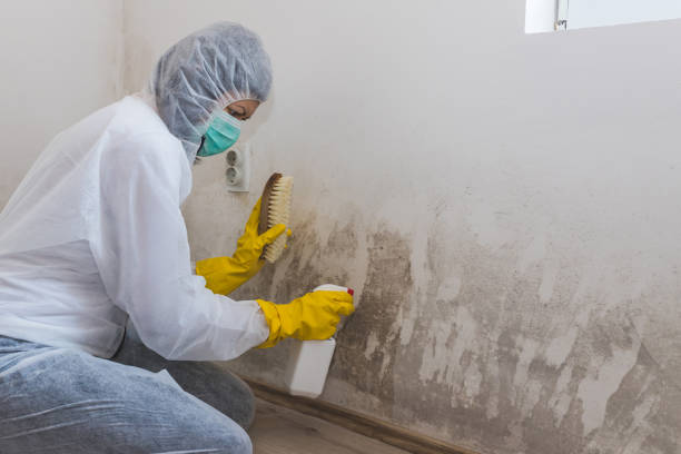 Best Mold Remediation Experts  in South Wilton, CT