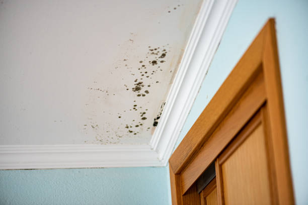 Best Office Mold Removal Services  in South Wilton, CT