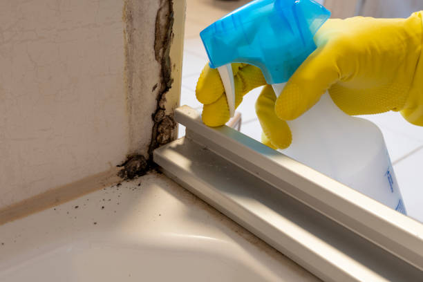  South Wilton, CT Mold Removal Pros