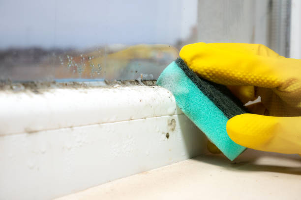Best Affordable Mold Removal  in South Wilton, CT