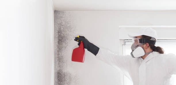 Attic Mold Removal in South Wilton, CT
