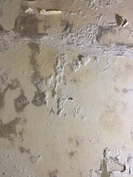 Best Residential Mold Removal  in South Wilton, CT