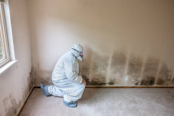 Best Fast Mold Removal  in South Wilton, CT