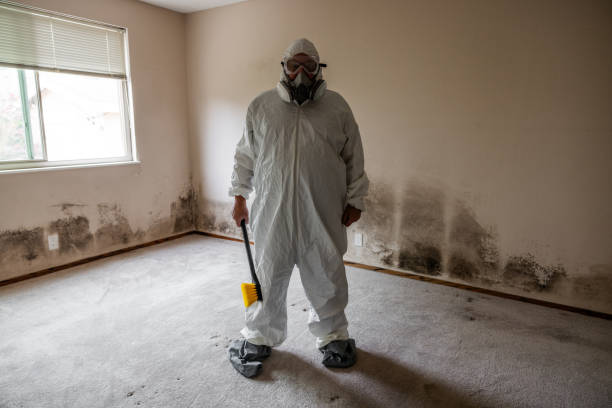Best Mold Removal Company Near Me  in South Wilton, CT