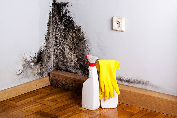 Best Certified Mold Removal  in South Wilton, CT
