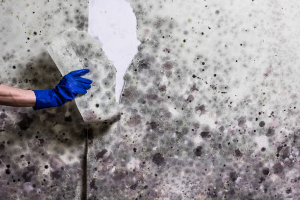 Best Mold Remediation Services  in South Wilton, CT