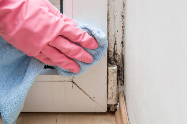 Best Toxic Mold Removal  in South Wilton, CT